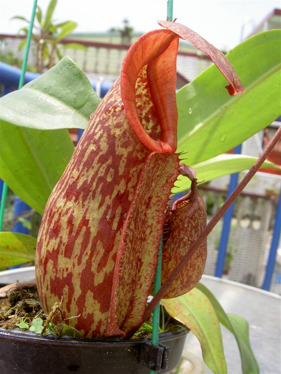 Nepenthes x Rokko 3